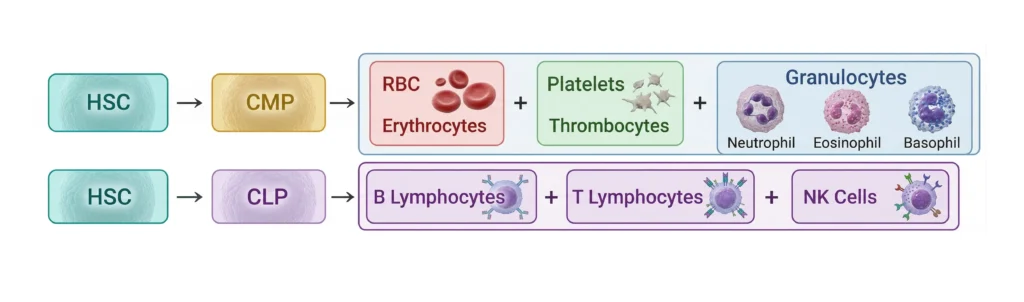Cell Lineage Chart